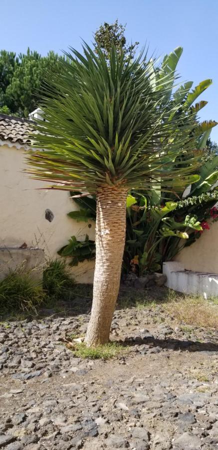 La Casita De La Vega Appartement Icod De Los Vinos Buitenkant foto